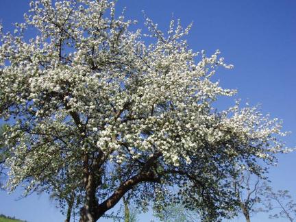 Und noch einmal: Apfelblüte