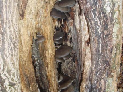 Austernpilze im Nussbaum