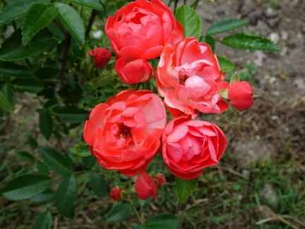 Orange Rose beim Feuerplatz