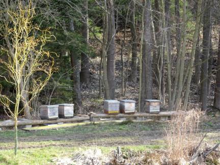 April 18: neuer Bienenplatz