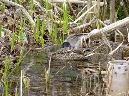 2021, Enten im Biotop