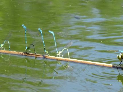 Libellen am Teich