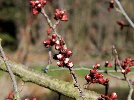 Ende März: die Marillenblüte steht bevor