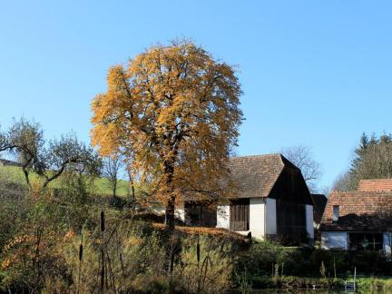 Kastanie im Herbst