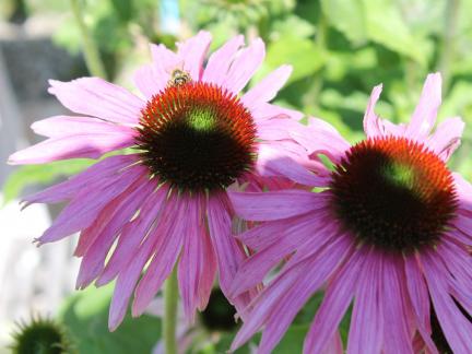 Echinacea, Sonnenhut